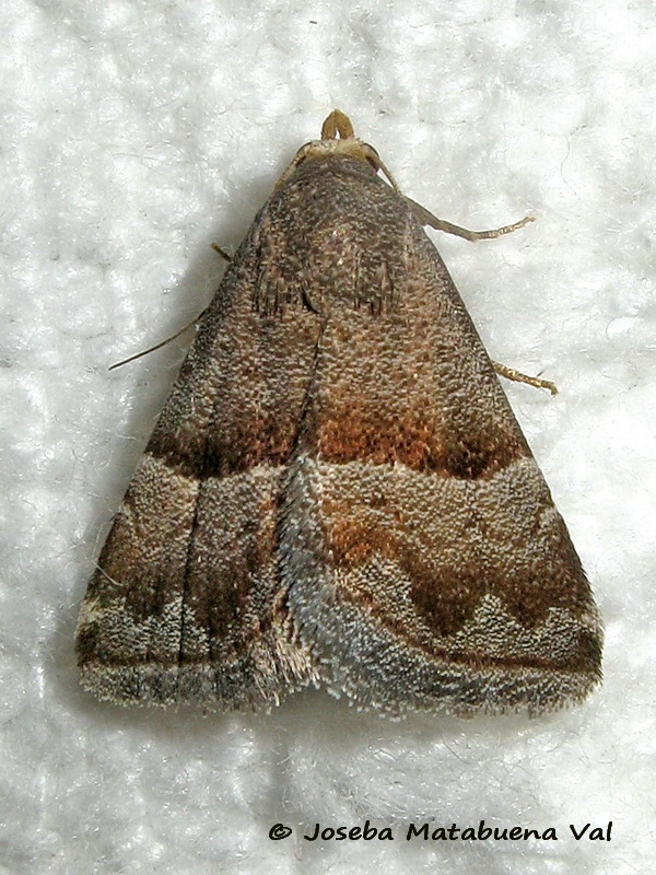 Odice jucunda - Erebidae 190811